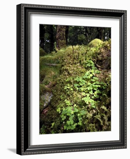 Shamrock Growing in an Ancient Oak Forest, County Kerry, Munster, Republic of Ireland-Andrew Mcconnell-Framed Photographic Print