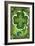 Shamrocks-David Galchutt-Framed Giclee Print