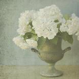 White Hydrangeas-Shana Rae-Giclee Print