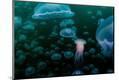 Photographic Print