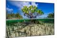 Photographic Print