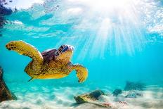 An Endangered Hawaiian Green Sea Turtle Cruises in the Warm Waters of the Pacific Ocean in Hawaii.-Shane Myers Photography-Framed Photographic Print