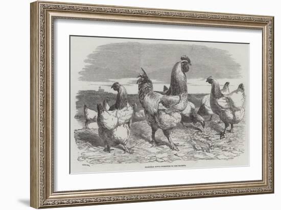 Shanghae Fowls Presented to Her Majesty-Harrison William Weir-Framed Giclee Print