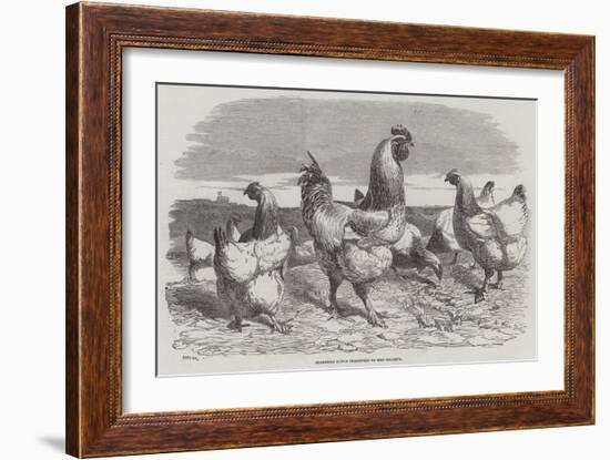 Shanghae Fowls Presented to Her Majesty-Harrison William Weir-Framed Giclee Print
