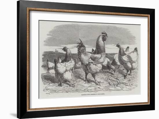 Shanghae Fowls Presented to Her Majesty-Harrison William Weir-Framed Giclee Print