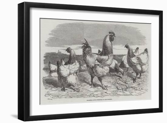 Shanghae Fowls Presented to Her Majesty-Harrison William Weir-Framed Giclee Print