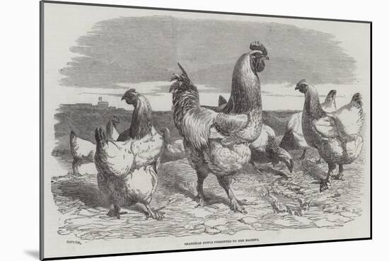 Shanghae Fowls Presented to Her Majesty-Harrison William Weir-Mounted Giclee Print