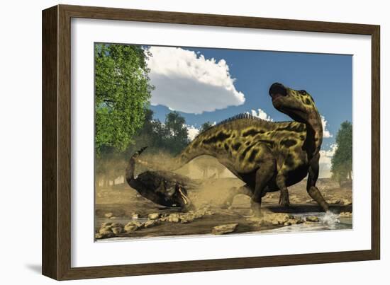 Shantungosaurus Dinosaur Defending Itself from a Tarbosaurus Attack-Stocktrek Images-Framed Art Print