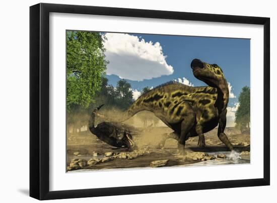 Shantungosaurus Dinosaur Defending Itself from a Tarbosaurus Attack-Stocktrek Images-Framed Art Print