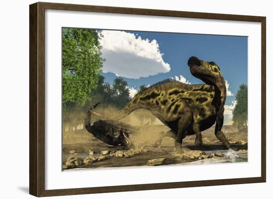 Shantungosaurus Dinosaur Defending Itself from a Tarbosaurus Attack-Stocktrek Images-Framed Art Print