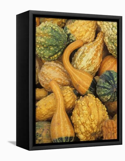 Shapes and Textures of Squash at Halloween, Acton, Massachusetts, USA-Merrill Images-Framed Premier Image Canvas