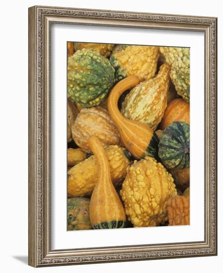 Shapes and Textures of Squash at Halloween, Acton, Massachusetts, USA-Merrill Images-Framed Photographic Print