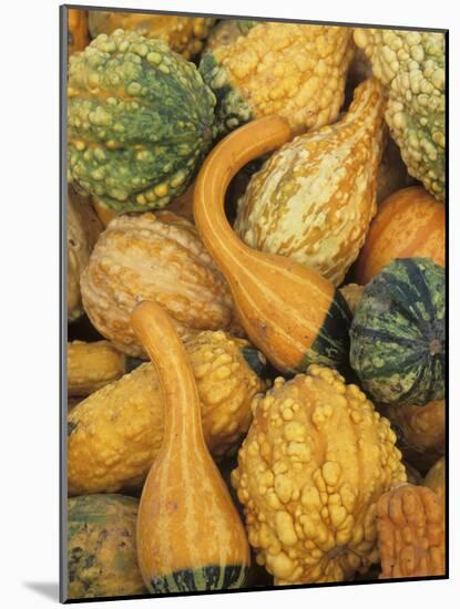 Shapes and Textures of Squash at Halloween, Acton, Massachusetts, USA-Merrill Images-Mounted Photographic Print