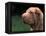 Shar Pei Face-Adriano Bacchella-Framed Premier Image Canvas