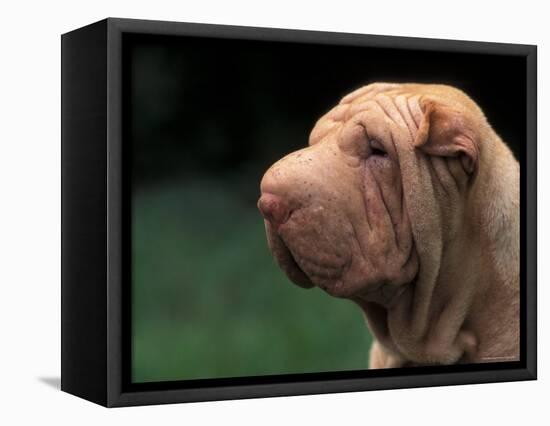 Shar Pei Face-Adriano Bacchella-Framed Premier Image Canvas