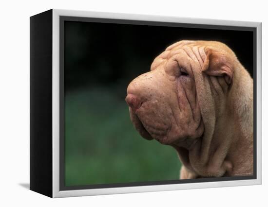 Shar Pei Face-Adriano Bacchella-Framed Premier Image Canvas