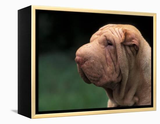 Shar Pei Face-Adriano Bacchella-Framed Premier Image Canvas