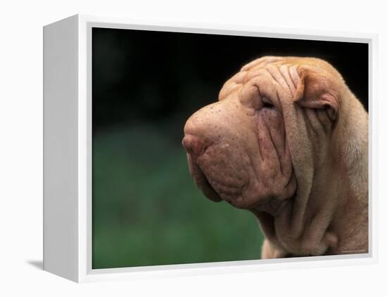 Shar Pei Face-Adriano Bacchella-Framed Premier Image Canvas