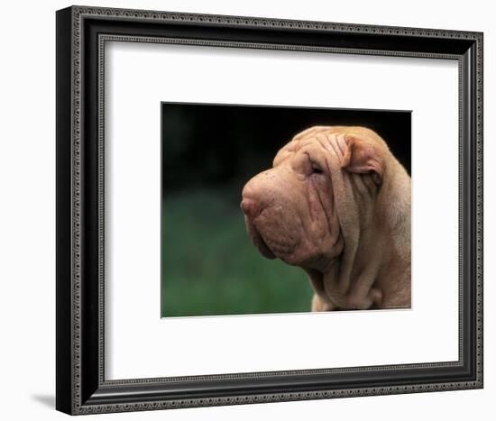 Shar Pei Face-Adriano Bacchella-Framed Premium Photographic Print