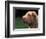 Shar Pei Face-Adriano Bacchella-Framed Premium Photographic Print