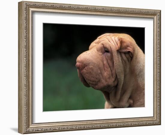 Shar Pei Face-Adriano Bacchella-Framed Photographic Print