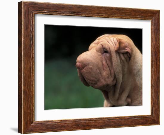 Shar Pei Face-Adriano Bacchella-Framed Photographic Print