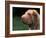 Shar Pei Face-Adriano Bacchella-Framed Photographic Print