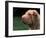 Shar Pei Face-Adriano Bacchella-Framed Photographic Print