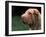 Shar Pei Face-Adriano Bacchella-Framed Photographic Print