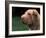 Shar Pei Face-Adriano Bacchella-Framed Photographic Print