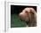 Shar Pei Face-Adriano Bacchella-Framed Photographic Print