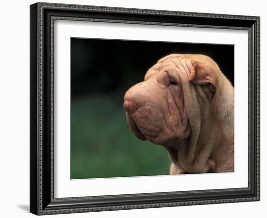 Shar Pei Face-Adriano Bacchella-Framed Photographic Print