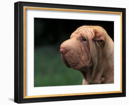 Shar Pei Face-Adriano Bacchella-Framed Photographic Print