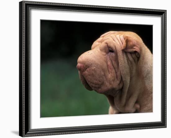 Shar Pei Face-Adriano Bacchella-Framed Photographic Print