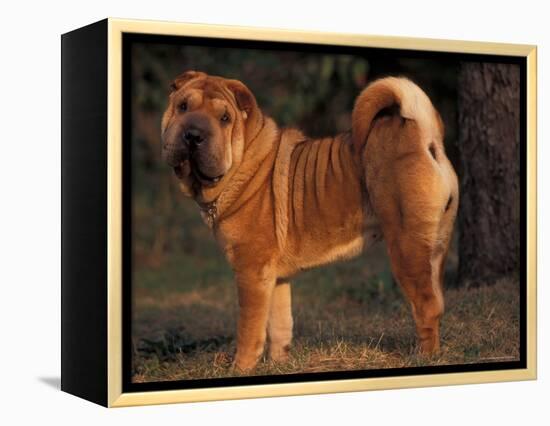 Shar Pei Portrait Showing the Curled Tail and Wrinkles on the Back-Adriano Bacchella-Framed Premier Image Canvas