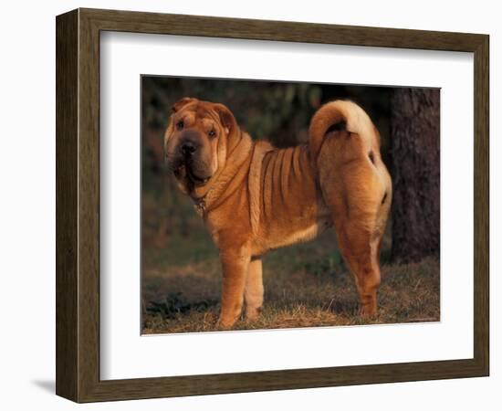 Shar Pei Portrait Showing the Curled Tail and Wrinkles on the Back-Adriano Bacchella-Framed Premium Photographic Print