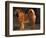 Shar Pei Portrait Showing the Curled Tail and Wrinkles on the Back-Adriano Bacchella-Framed Premium Photographic Print