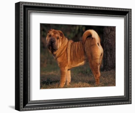 Shar Pei Portrait Showing the Curled Tail and Wrinkles on the Back-Adriano Bacchella-Framed Premium Photographic Print