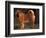 Shar Pei Portrait Showing the Curled Tail and Wrinkles on the Back-Adriano Bacchella-Framed Premium Photographic Print