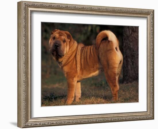 Shar Pei Portrait Showing the Curled Tail and Wrinkles on the Back-Adriano Bacchella-Framed Photographic Print