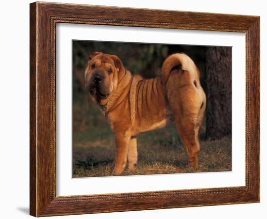 Shar Pei Portrait Showing the Curled Tail and Wrinkles on the Back-Adriano Bacchella-Framed Photographic Print