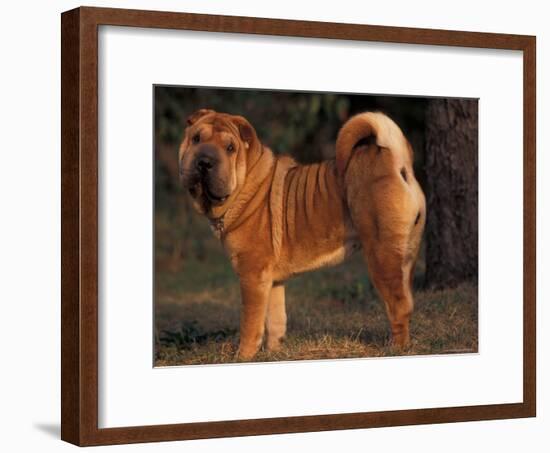 Shar Pei Portrait Showing the Curled Tail and Wrinkles on the Back-Adriano Bacchella-Framed Photographic Print