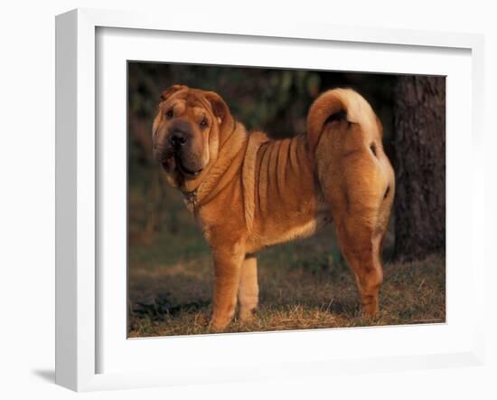 Shar Pei Portrait Showing the Curled Tail and Wrinkles on the Back-Adriano Bacchella-Framed Photographic Print