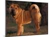 Shar Pei Portrait Showing the Curled Tail and Wrinkles on the Back-Adriano Bacchella-Mounted Photographic Print