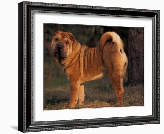 Shar Pei Portrait Showing the Curled Tail and Wrinkles on the Back-Adriano Bacchella-Framed Photographic Print