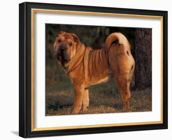 Shar Pei Portrait Showing the Curled Tail and Wrinkles on the Back-Adriano Bacchella-Framed Photographic Print