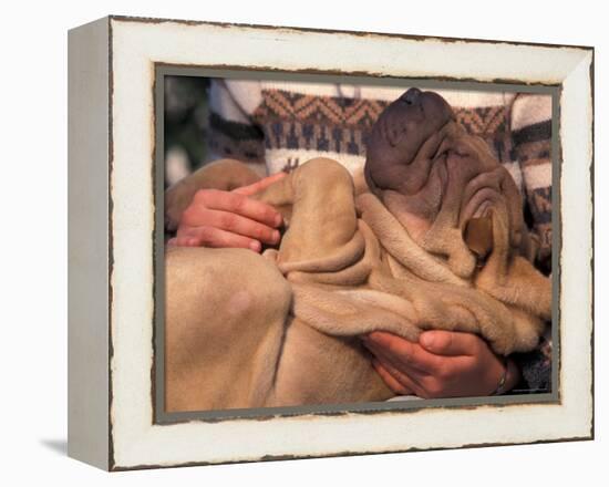 Shar Pei Puppy Lying on Its Back and Being Cuddled, Showing Excess Skin-Adriano Bacchella-Framed Premier Image Canvas