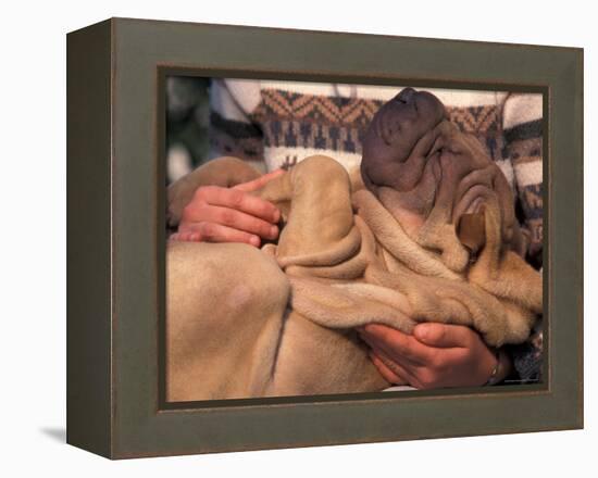 Shar Pei Puppy Lying on Its Back and Being Cuddled, Showing Excess Skin-Adriano Bacchella-Framed Premier Image Canvas