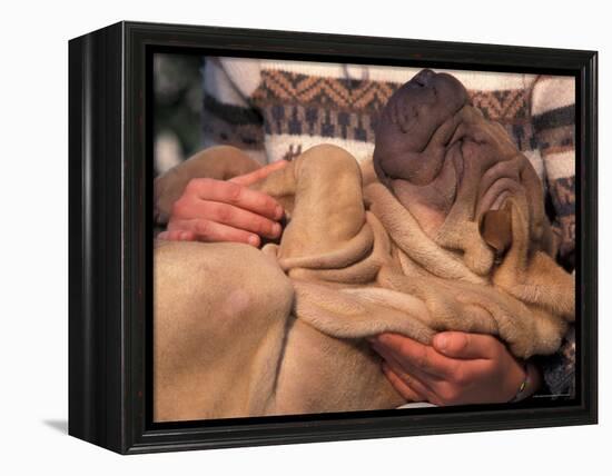 Shar Pei Puppy Lying on Its Back and Being Cuddled, Showing Excess Skin-Adriano Bacchella-Framed Premier Image Canvas