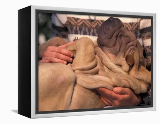 Shar Pei Puppy Lying on Its Back and Being Cuddled, Showing Excess Skin-Adriano Bacchella-Framed Premier Image Canvas